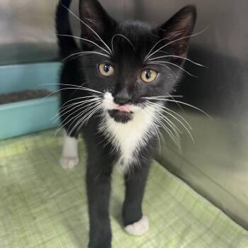 Pepper -  Domestic Short Hair Cat for Adoption in Crookston, Minnesota - Pepper | PetCurious