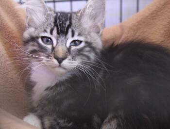 Rescue Domestic Medium Hair Cats for Adoption in Turlock, California - 0903-2501 | PetCurious