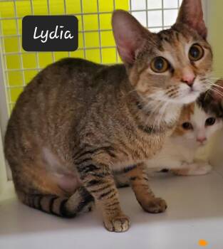 Domestic Short Hair Cats Available for Adoption in Dallas, Texas - Lydia 0456 | PetCurious
