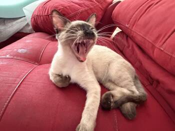 Milo -  Domestic Short Hair Cat for Adoption in Austin, Texas - Milo | PetCurious