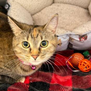 Domestic Short Hair Cats Available for Adoption in Madisonville, Tennessee - Neveah | PetCurious