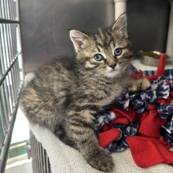 Bud -  Domestic Short Hair Cat Available for Adoption in Indianapolis, Indiana - Bud | PetCurious