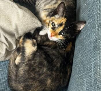 Rescue Calico Cats for Adoption in Aiea, Hawaii - Ribbon | PetCurious