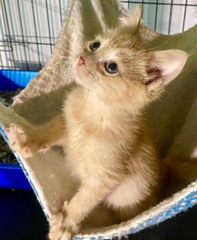 Cherry Tomato -  Tabby and Domestic Short Hair Cat for Adoption in Red Bank, New Jersey - Cherry Tomato | PetCurious