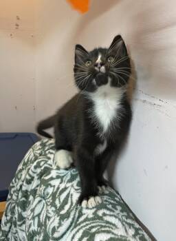 Peter -  Domestic Medium Hair Cat for Adoption in Stover, Missouri - Peter | PetCurious