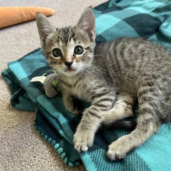 Zing 20 -  Domestic Short Hair Cat for Adoption in Austin, Texas - Zing 20 | PetCurious
