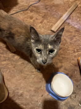 Rescue Domestic Short Hair Cats for Adoption in Pittsboro, North Carolina - Lilly | PetCurious