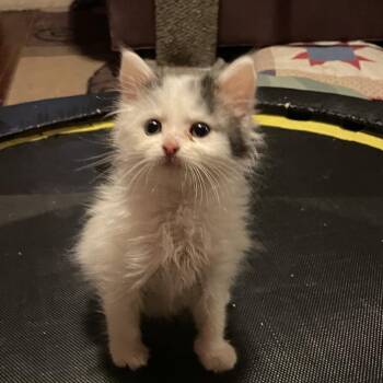 Zephyr -  Domestic Medium Hair Cat for Adoption in Springboro, Ohio - Zephyr | PetCurious