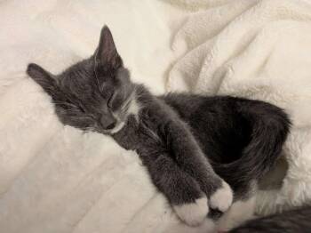 Domestic Short Hair Cats Available for Adoption in Minneapolis, Minnesota - Humboldt / Amoc | PetCurious