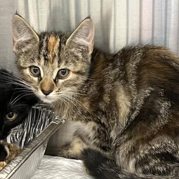 Pow -  Domestic Short Hair Cat for Adoption in Greensboro, North Carolina - Pow | PetCurious