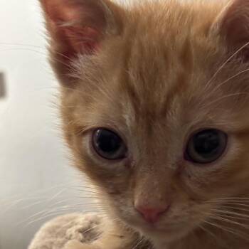 Chaz -  Domestic Short Hair Cat for Adoption in Fayetteville, Georgia - Chaz | PetCurious