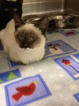 Siamese Cats Available for Adoption - Gumbo | PetCurious