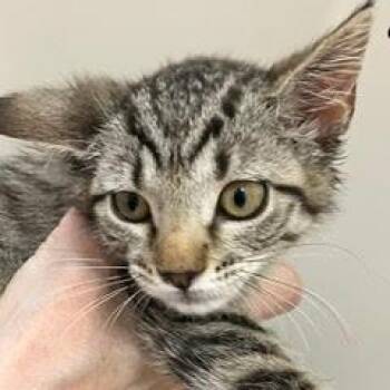 Joanie -  Tabby Cat for Adoption in Green Valley, Arizona - Joanie | PetCurious
