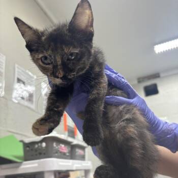 Chevy -  Domestic Long Hair Cat for Adoption in Clanton, Alabama - Chevy | PetCurious