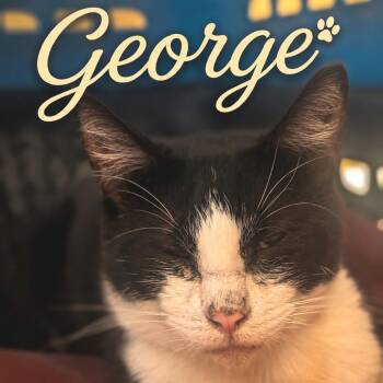George -  Domestic Short Hair Cat for Adoption in Brownsboro, Alabama - George | PetCurious