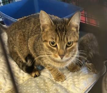 Rescue Domestic Short Hair Cats for Adoption in Anderson, Indiana - Sage | PetCurious