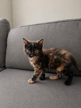 Tinkerbell -  Domestic Medium Hair Cat for Adoption in Calgary, Alberta - Tinkerbell | PetCurious