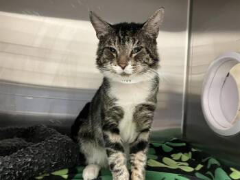 Rescue Domestic Short Hair Cats for Adoption in Tustin, California - BRODY | PetCurious