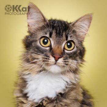 Domestic Long Hair Cats Available for Adoption in Crescent, Oklahoma - Socks | PetCurious