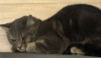 Noam -  Domestic Short Hair Cat for Adoption in Chamblee, Georgia - Noam | PetCurious