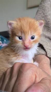 Domestic Short Hair Cats Available for Adoption in Fayetteville, Arkansas - Speck | PetCurious