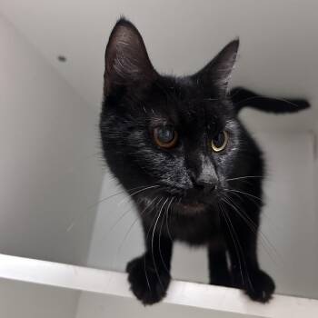 Maple -  Domestic Short Hair Cat for Adoption in Uniontown, Pennsylvania - Maple | PetCurious
