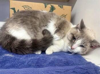 Domestic Short Hair Cats Available for Adoption in Brentwood, Missouri - ARIEL | PetCurious