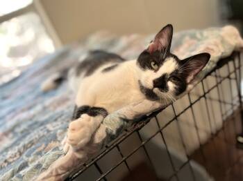 Rescue Domestic Short Hair Cats for Adoption in Pittsboro, North Carolina - Marble 4 | PetCurious