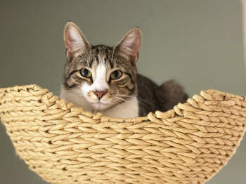 Rescue Domestic Short Hair Cats for Adoption in Mount Laurel Township, New Jersey - Twix 2024 | PetCurious