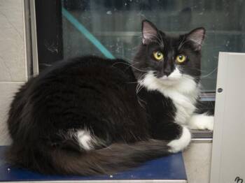 Domestic Medium Hair Cats Available for Adoption in Phoenix, Arizona - JAZZ | PetCurious