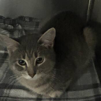 Domestic Short Hair Cats Available for Adoption - Dove | PetCurious