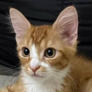Buttermilk -  Domestic Medium Hair Cat for Adoption in Crystal Lake, Illinois - Buttermilk | PetCurious