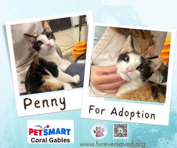 Penny -  Domestic Short Hair Cat for Adoption in Miami, Florida - Penny | PetCurious