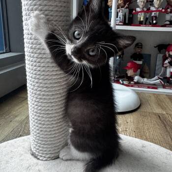 Paffles -  Domestic Short Hair Cat for Adoption in Fredericksburg, Virginia - Paffles | PetCurious