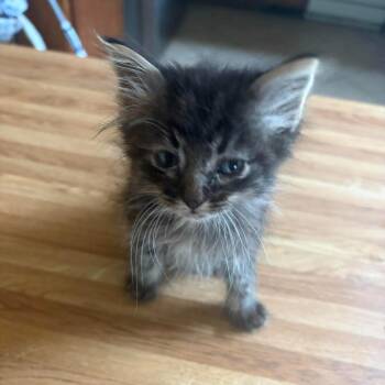 Jonah 2342 -  Domestic Medium Hair Cat for Adoption in Kansas City, Missouri - Jonah 2342 | PetCurious