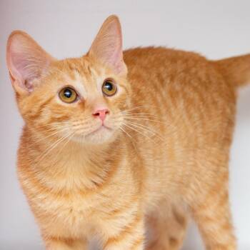 Littlefoot -  Domestic Short Hair Cat for Adoption in Hattiesburg, Mississippi - Littlefoot | PetCurious