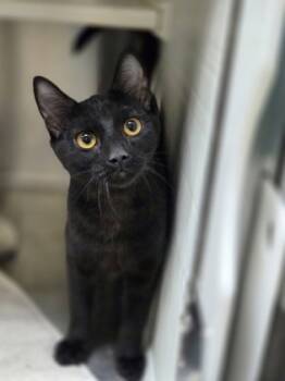 Rescue Domestic Short Hair Cats for Adoption in North Charleston, South Carolina - 88527a Cactus-Pounce Cat Cafe | PetCurious