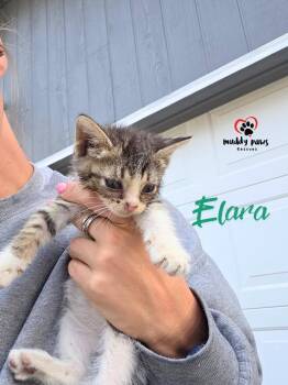 Celestial Litter:  Elara -  Domestic Short Hair Cat for Adoption in Council Bluffs, Iowa - Celestial Litter:  Elara | PetCurious