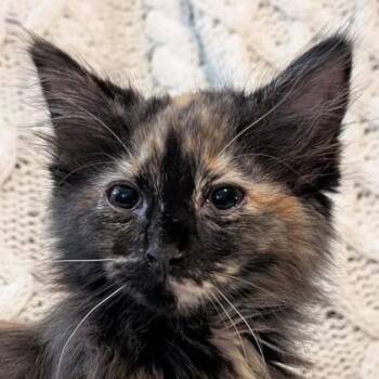Domestic Medium Hair and Domestic Short Hair Cats Available for Adoption in Wilmington Island, Georgia - Dust Mite | PetCurious