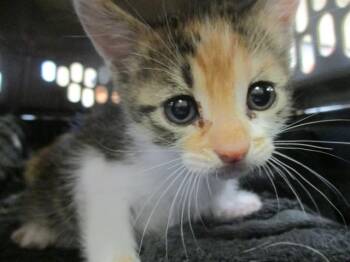 A382162 -  Domestic Short Hair Cat for Adoption in Ocala, Florida - A382162 | PetCurious
