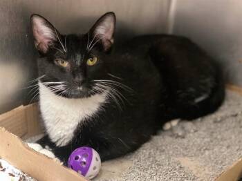 Rescue Domestic Short Hair Cats for Adoption in Fort Wayne, Indiana - BRIA | PetCurious