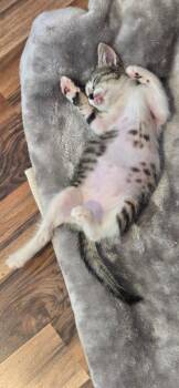 Arno -  Domestic Medium Hair Cat for Adoption in Newnan, Georgia - Arno | PetCurious