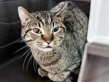 Domestic Short Hair Cats Available for Adoption in Ames, Iowa - FAMKE | PetCurious