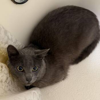 Marvin -  Domestic Short Hair Cat for Adoption in Bloomington, Illinois - Marvin | PetCurious