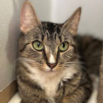 Domestic Short Hair Cats Available for Adoption in Port Washington, New York - Bria | PetCurious