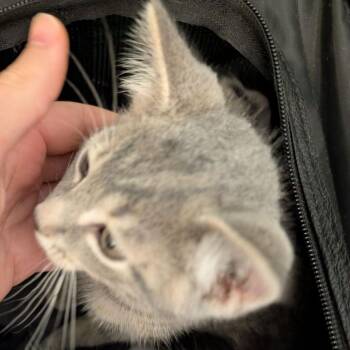 Biggie -  Domestic Short Hair Cat for Adoption in Fairport, New York - Biggie | PetCurious