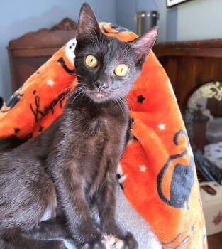 Rescue Domestic Short Hair Cats for Adoption in Rutherfordton, North Carolina - Rusty | PetCurious