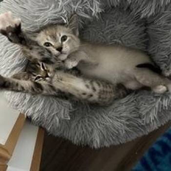 Tassie and Sassie -  Domestic Short Hair Cat for Adoption in Gardnerville, Nevada - Tassie And Sassie | PetCurious