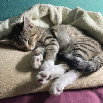 Anjou -  Domestic Short Hair Cat for Adoption in Wilsonville, Oregon - Anjou | PetCurious