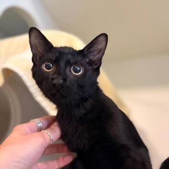 Prince -  Domestic Short Hair Cat for Adoption in South Burlington, Vermont - Prince | PetCurious